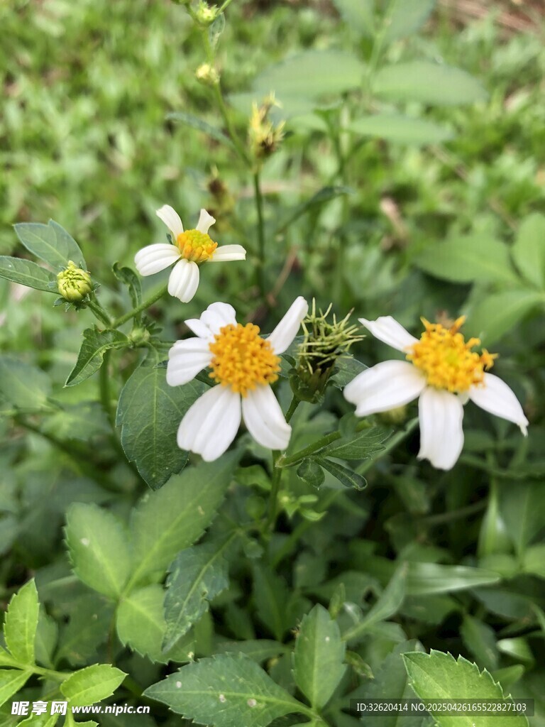 鬼针草