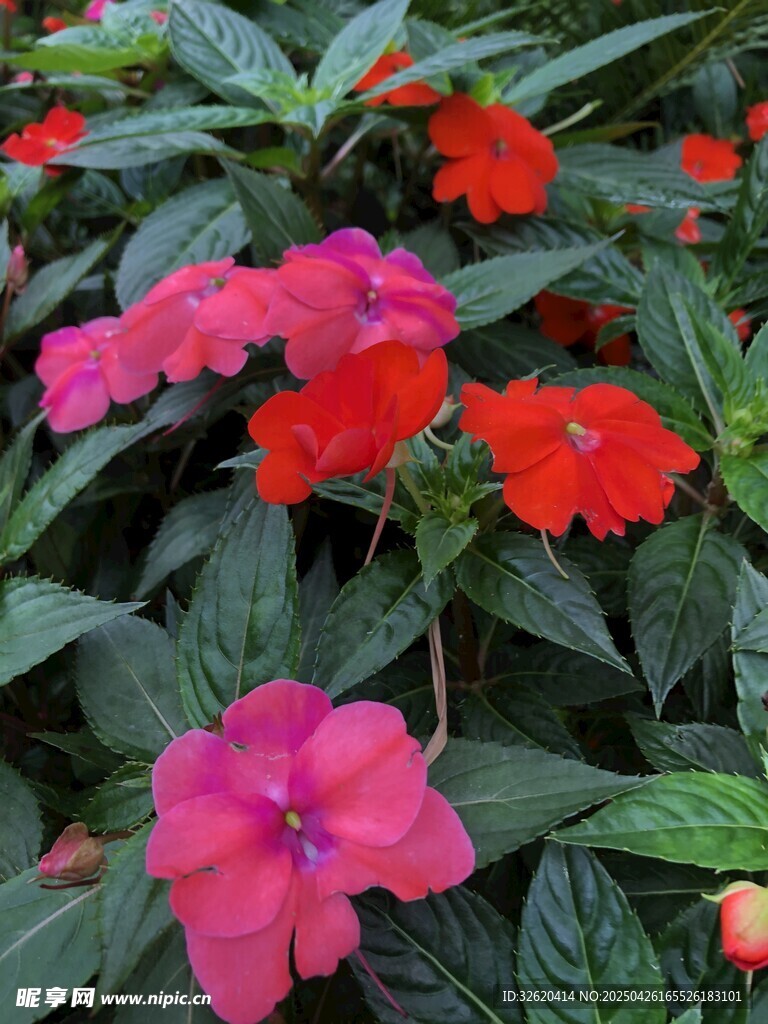 凤仙花