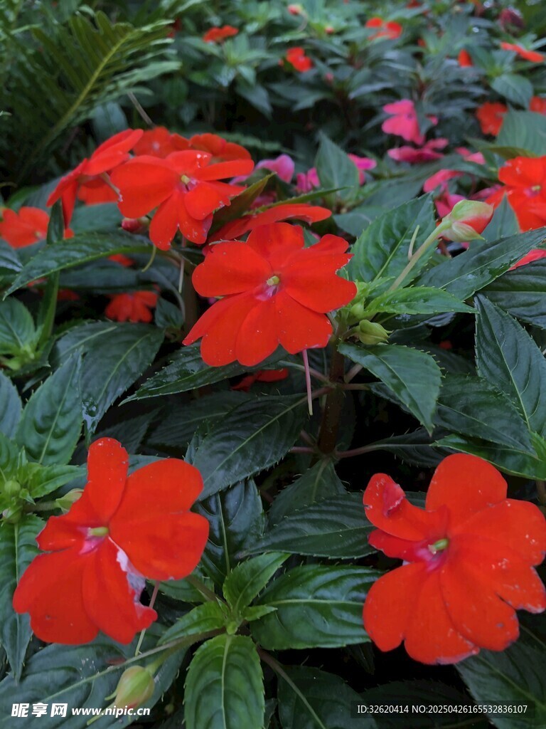 凤仙花