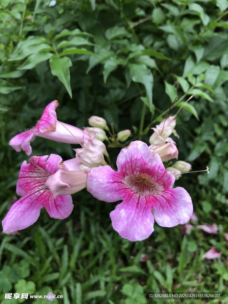 凌霄花