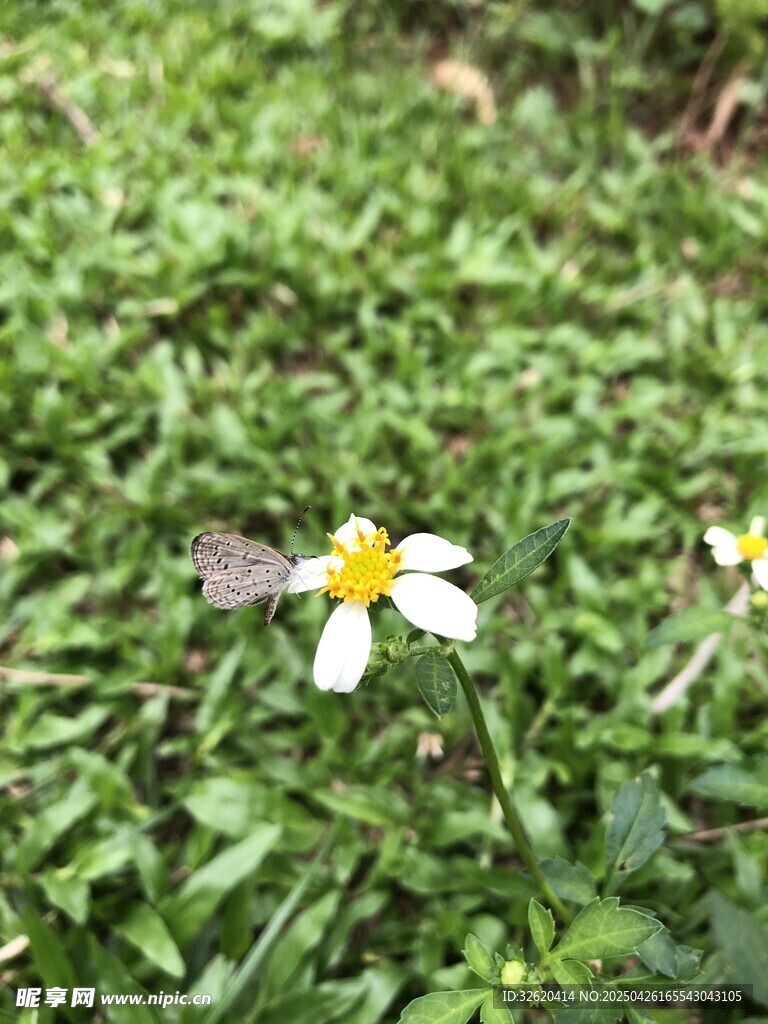 鬼针草