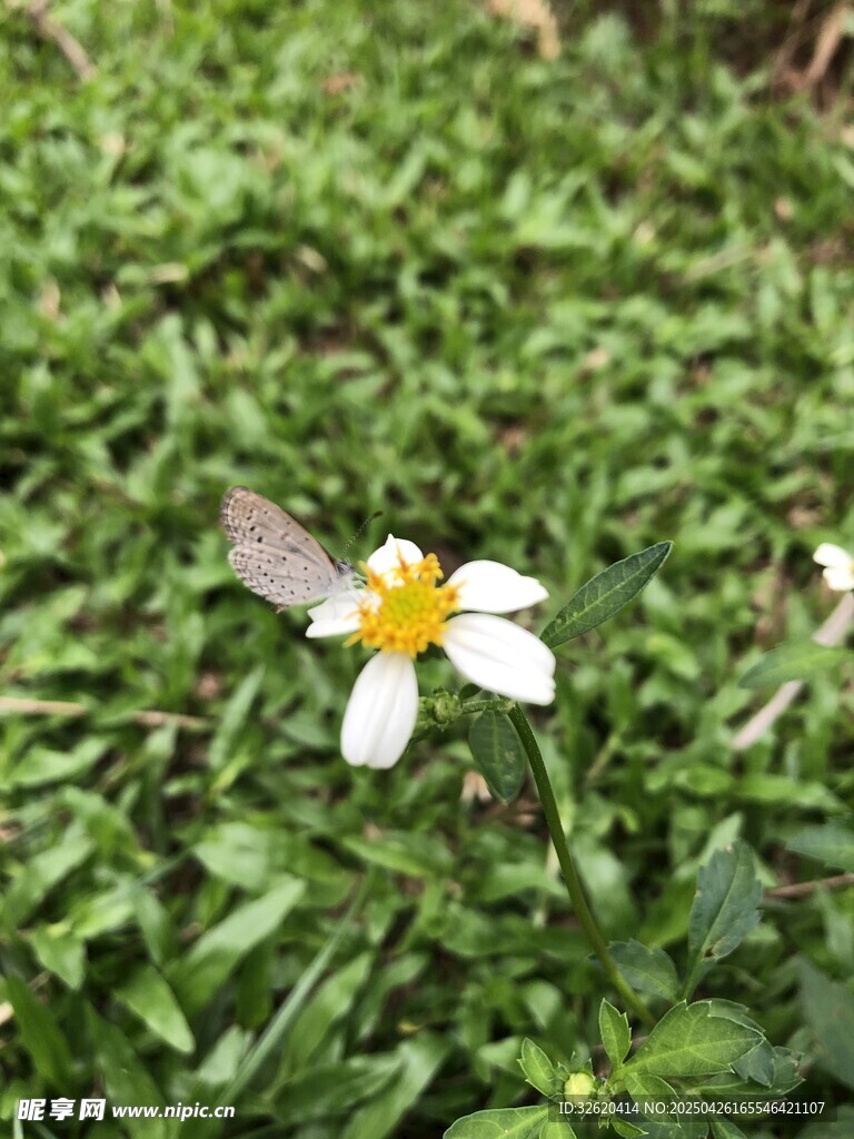 鬼针草