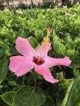 木槿花