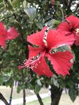 朱槿花