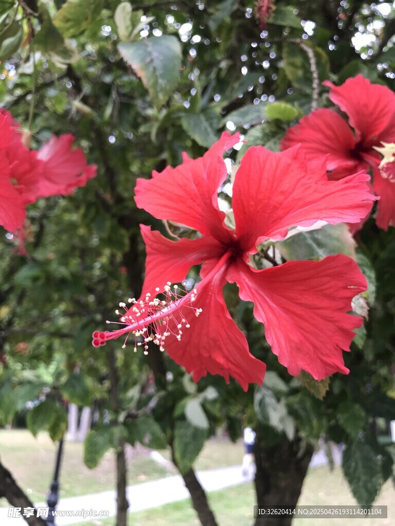 朱槿花