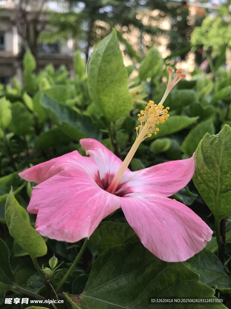 木槿花