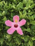 木槿花