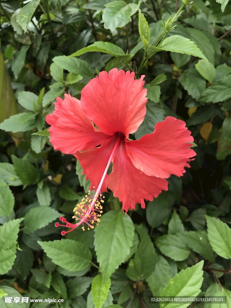 扶桑花