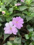 凤仙花