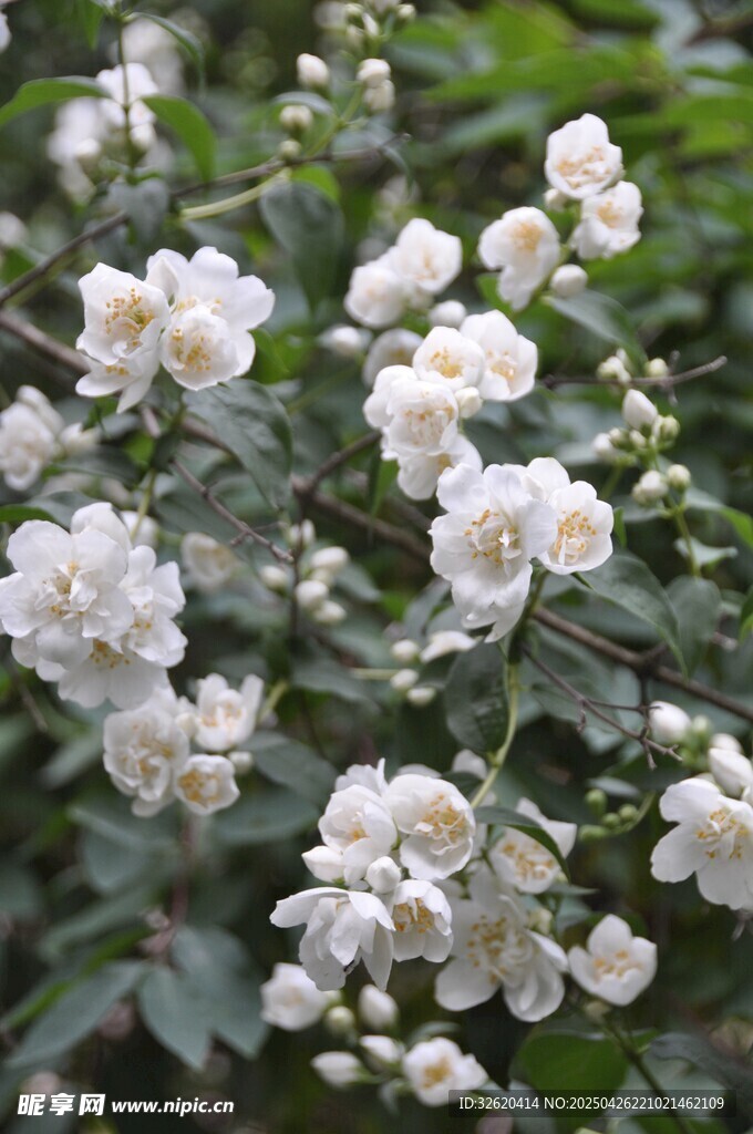 蔷薇花