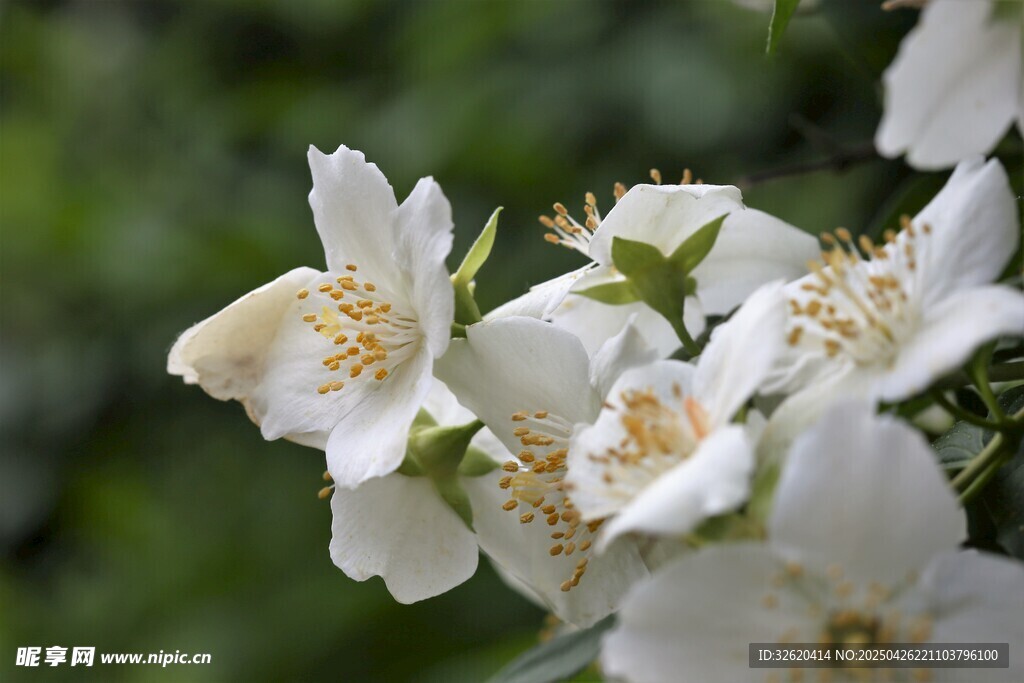 茉莉花