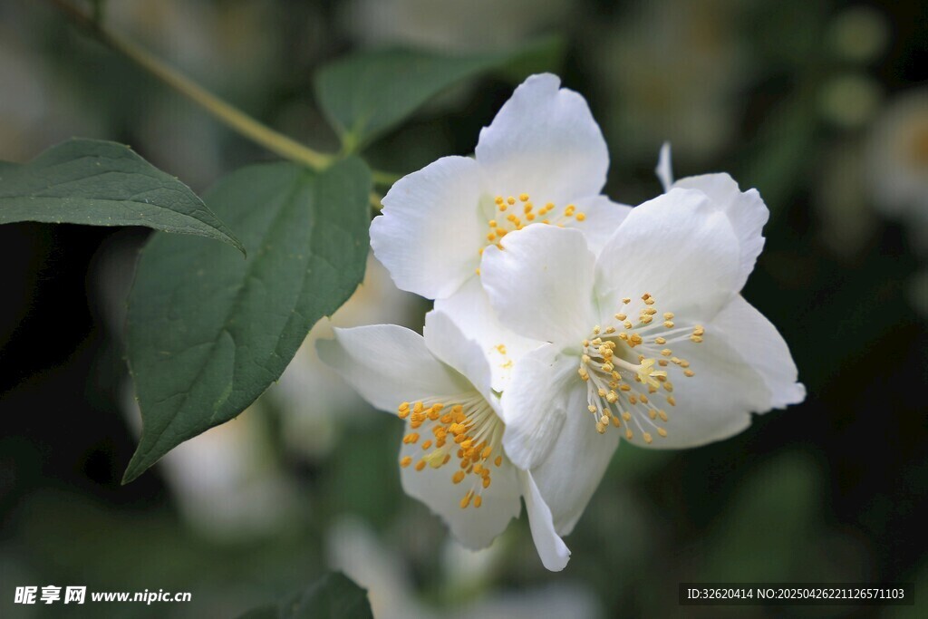 茉莉花