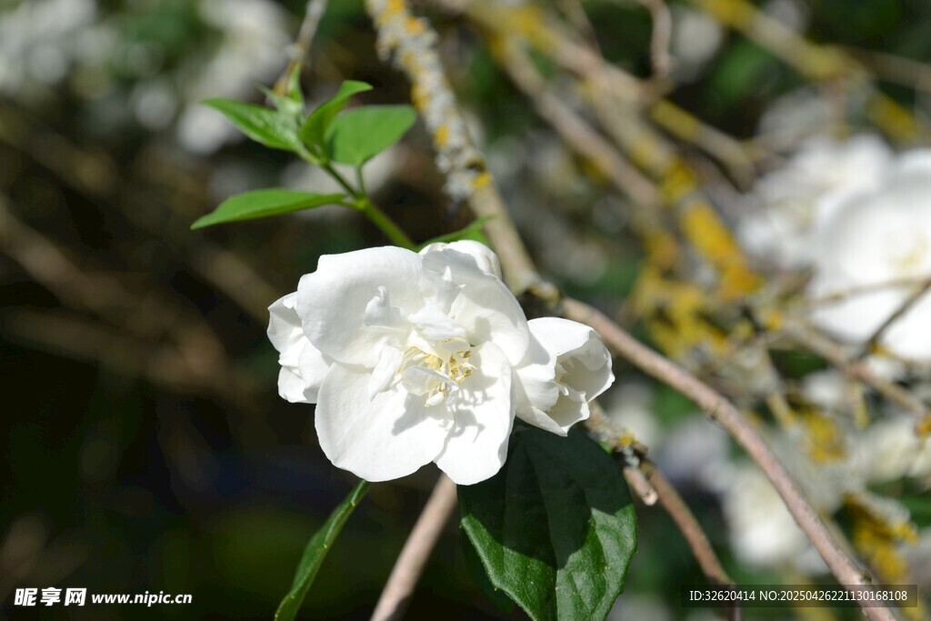 茉莉花
