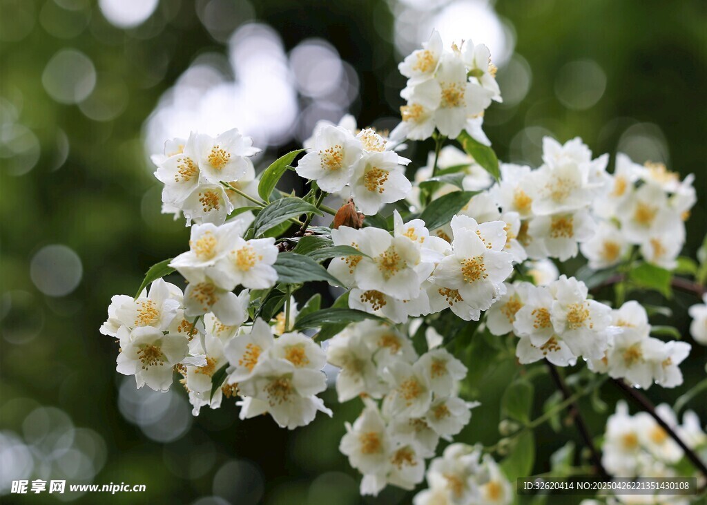 茉莉花