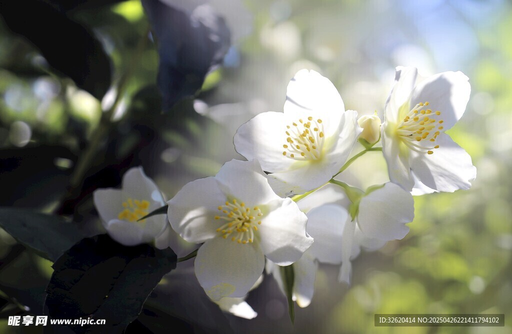 茉莉花