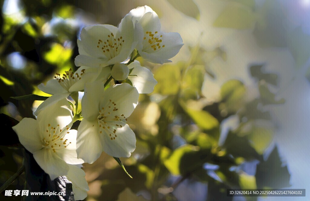 茉莉花