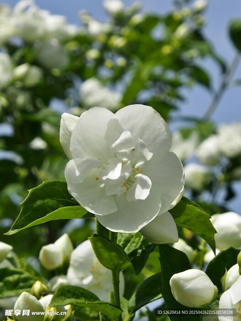 茉莉花