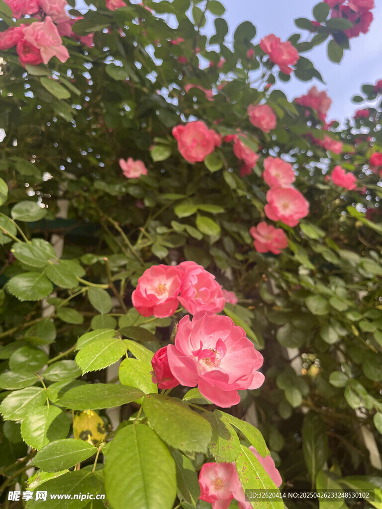 月季花