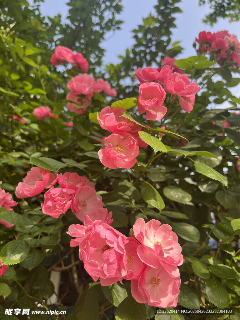 月季花