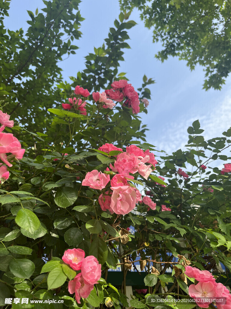 月季花