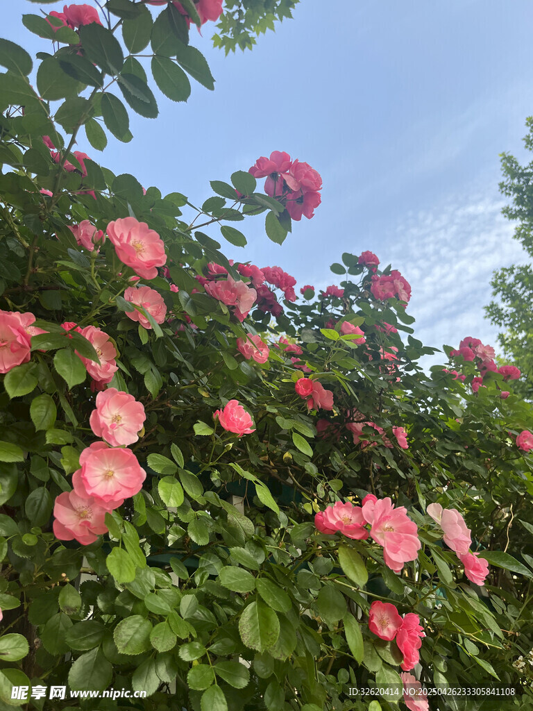 月季花