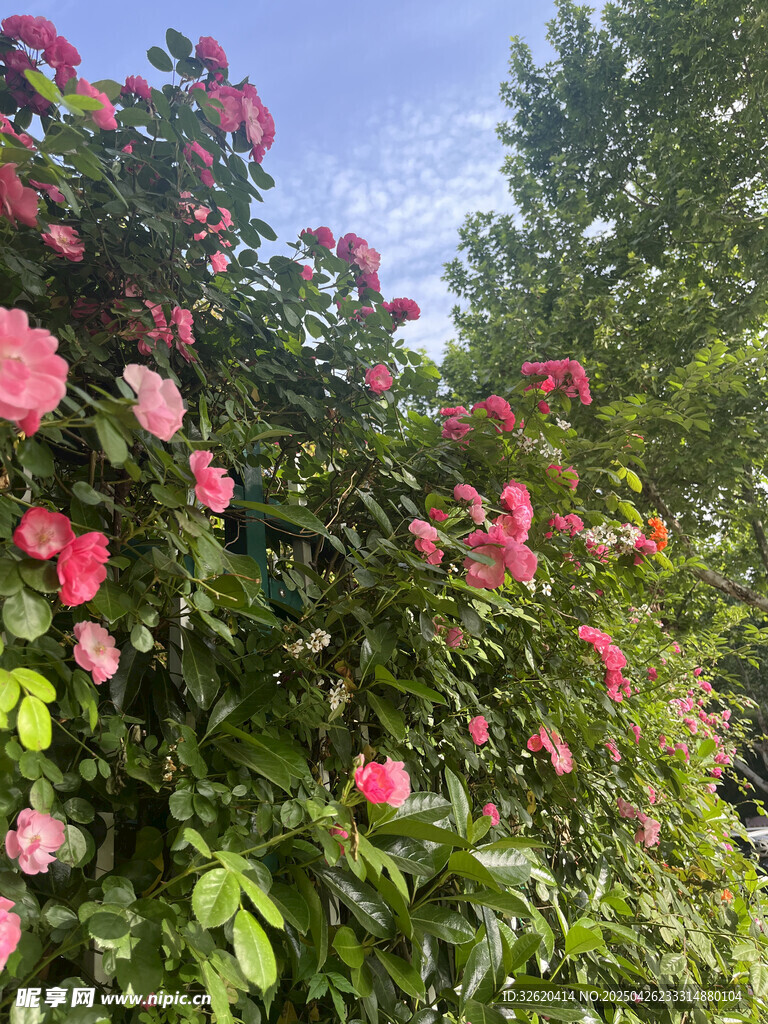 月季花
