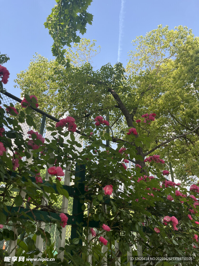 月季花