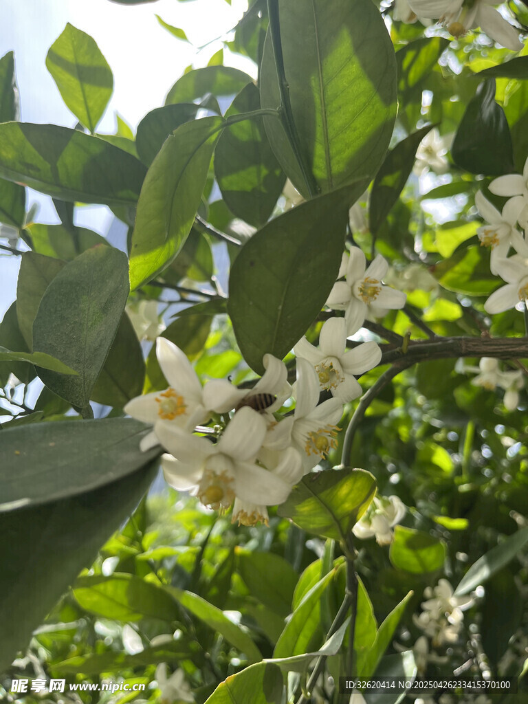 柑橘花