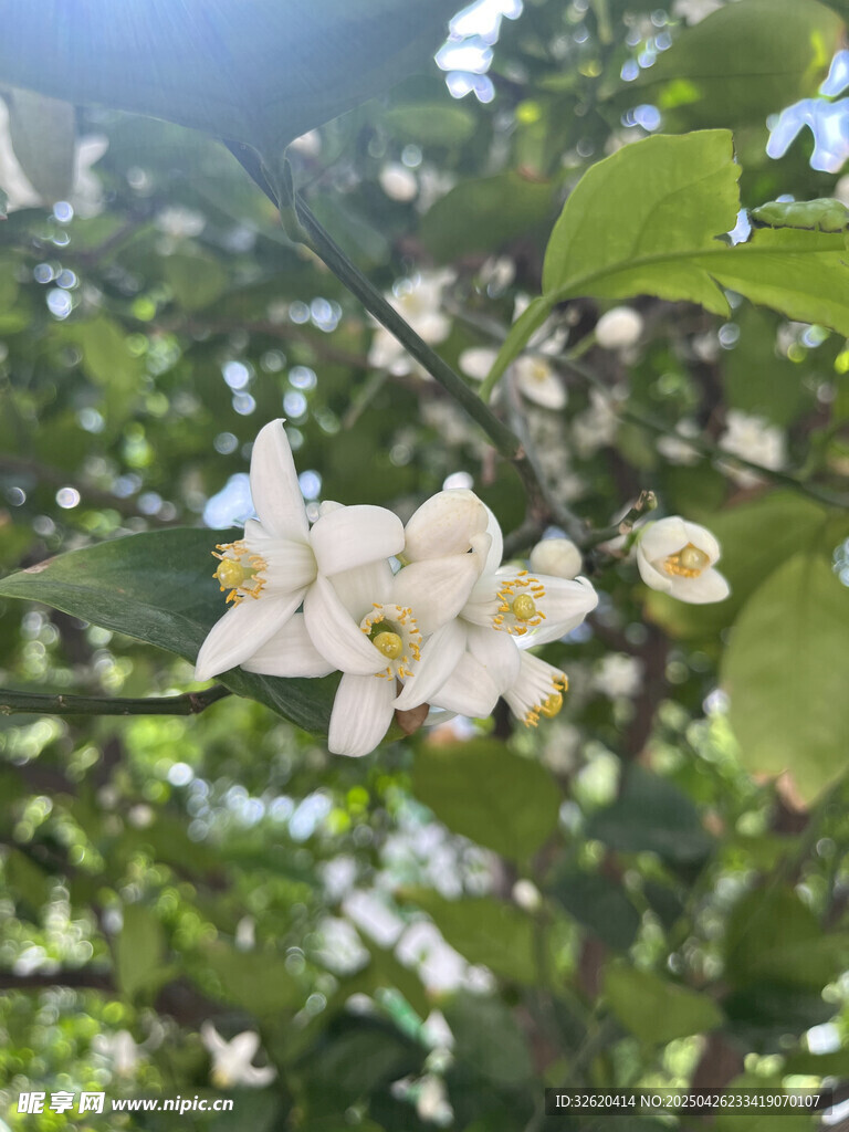 柑橘花