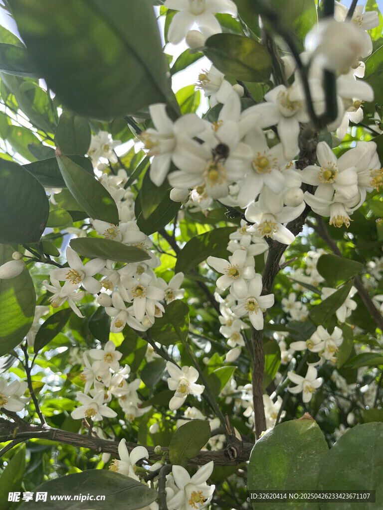 柑橘花