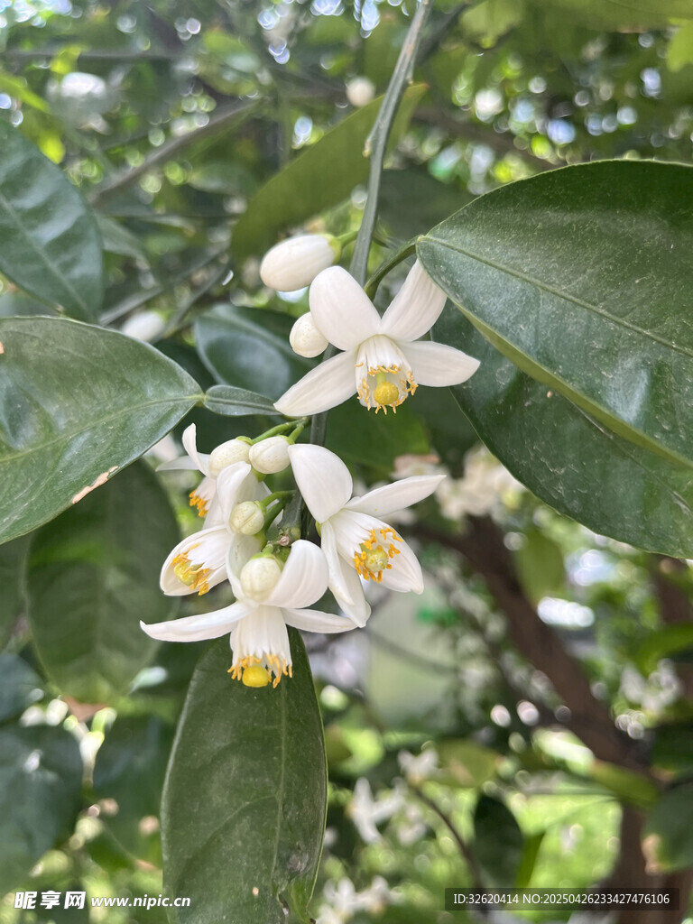 柑橘花