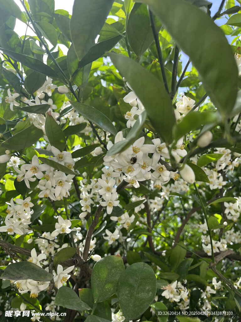 柑橘花