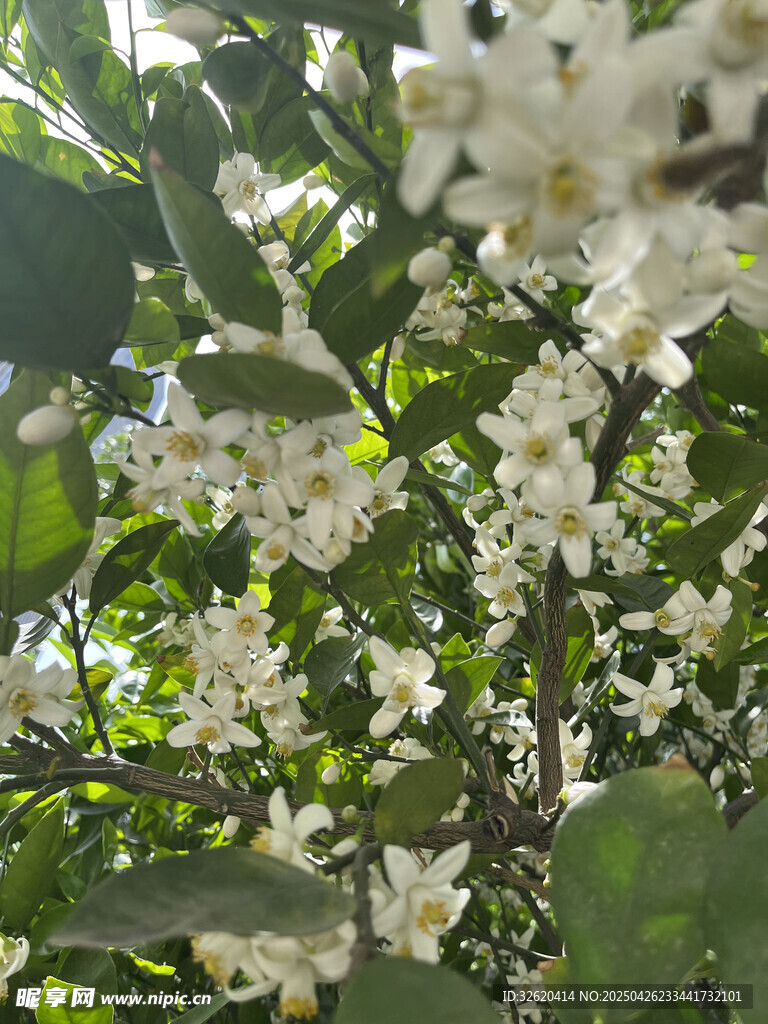 柑橘花