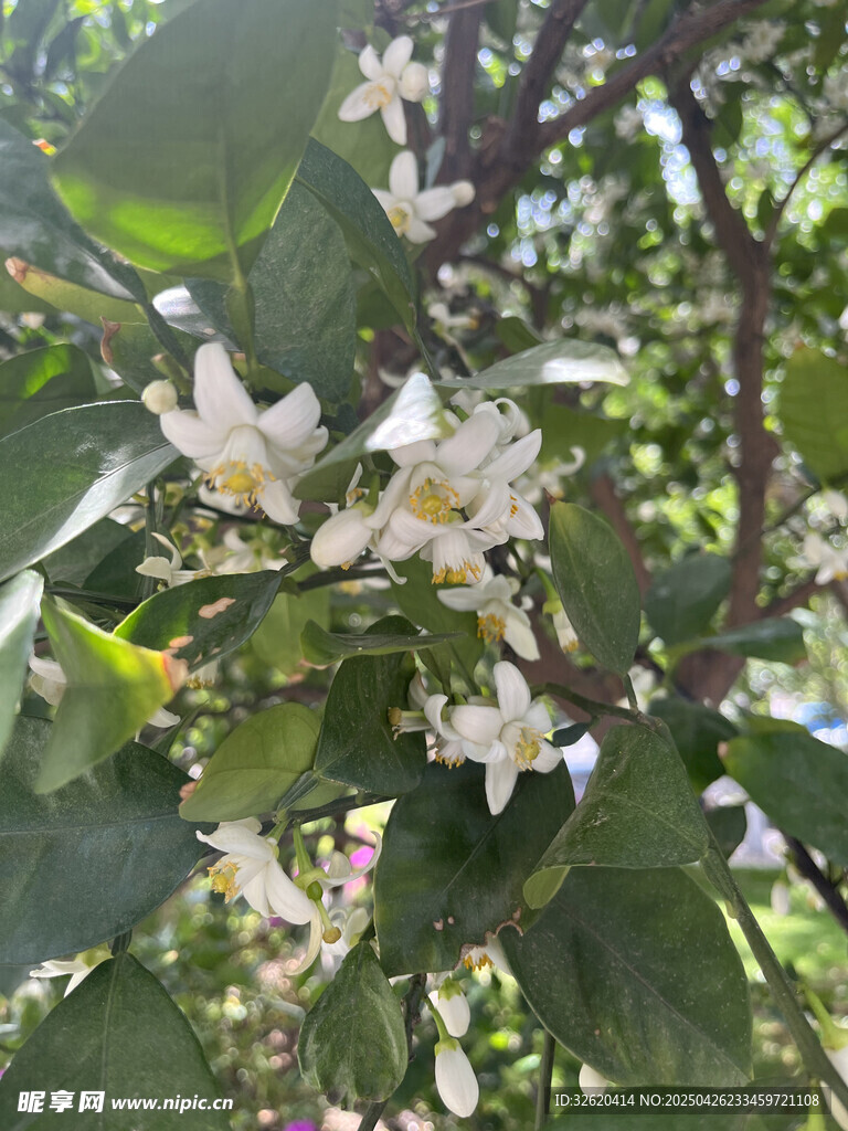 柑橘花