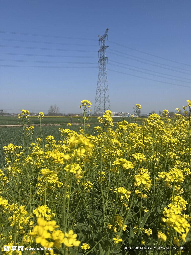 油菜花