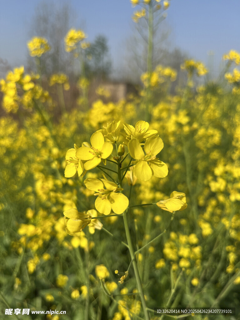油菜花