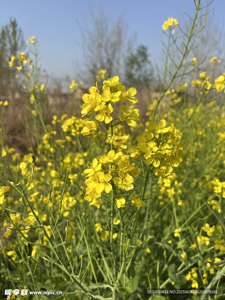 油菜花
