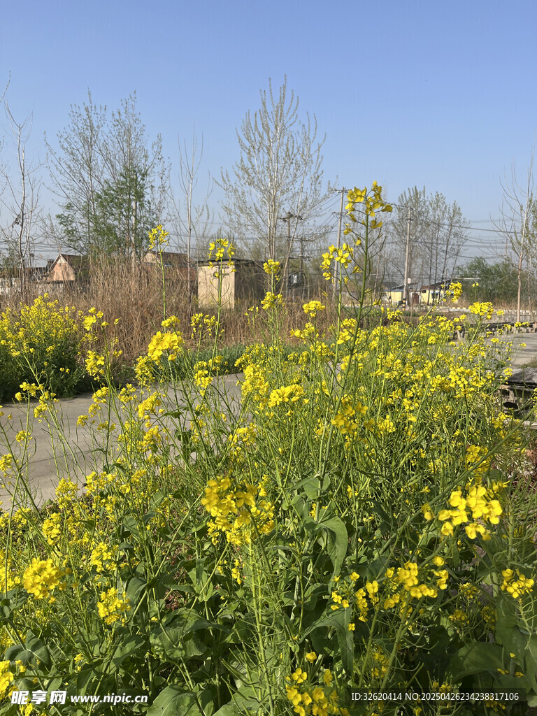 油菜花