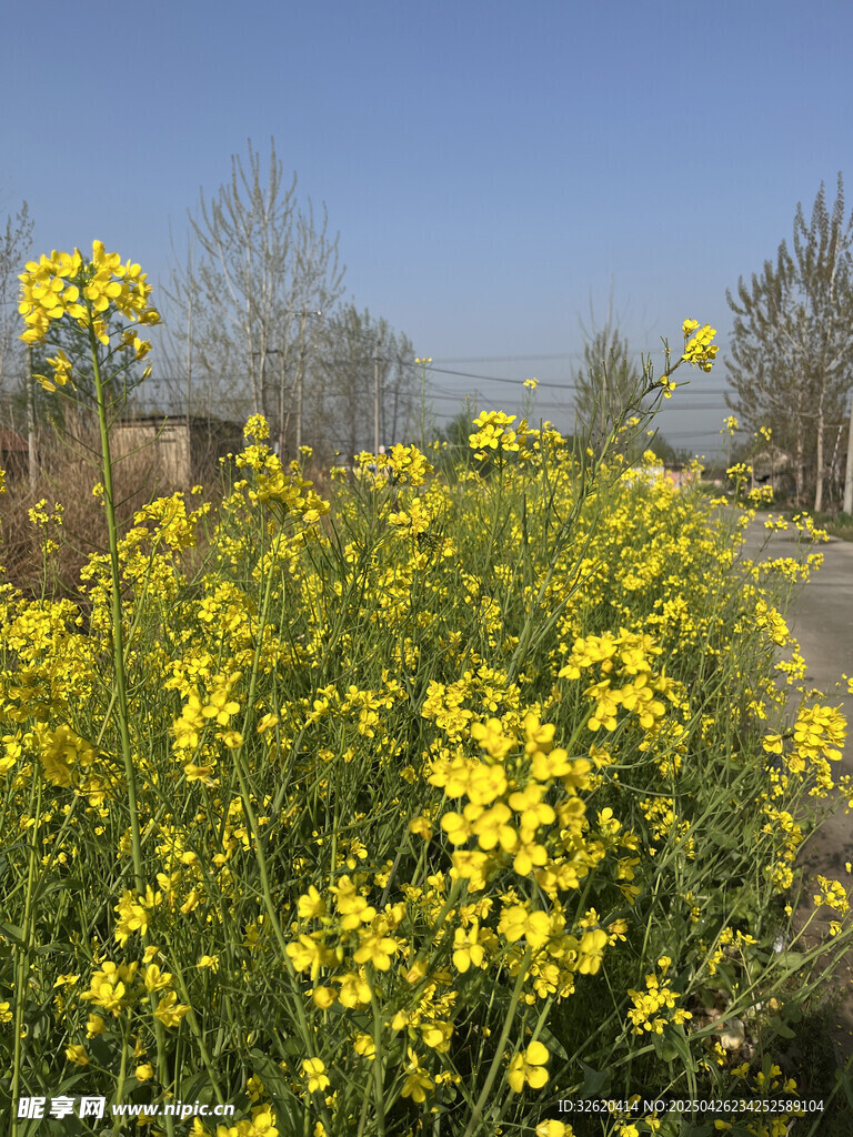 油菜花