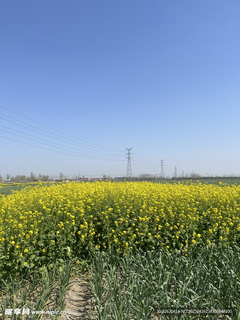 油菜花