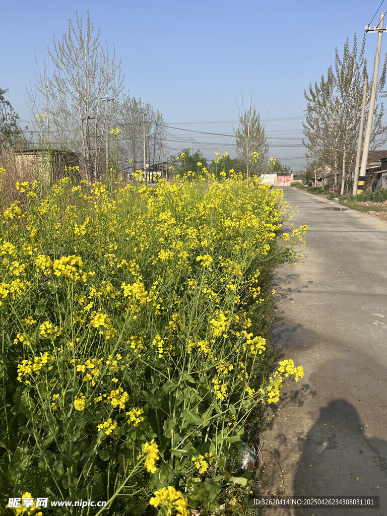 油菜花
