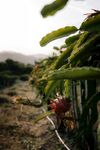 田间火龙果植株与果实