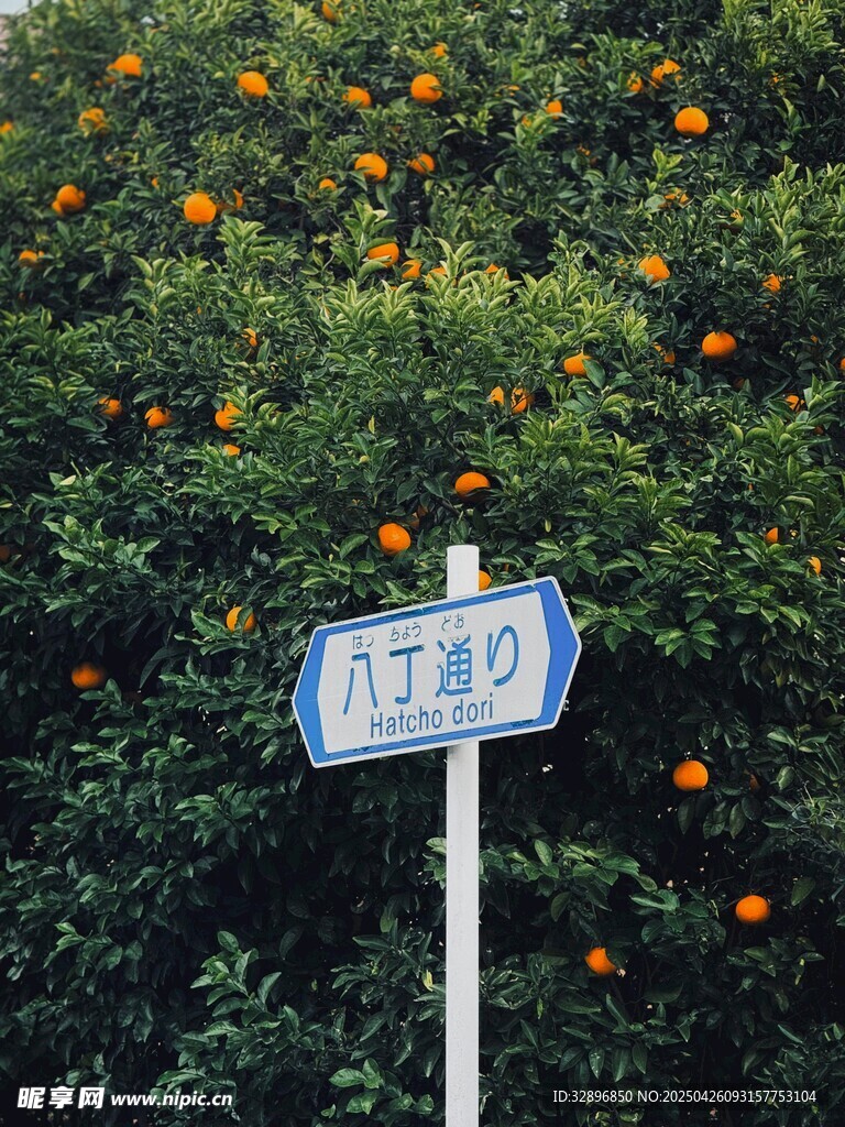 蓝底路牌旁的繁茂橘子树