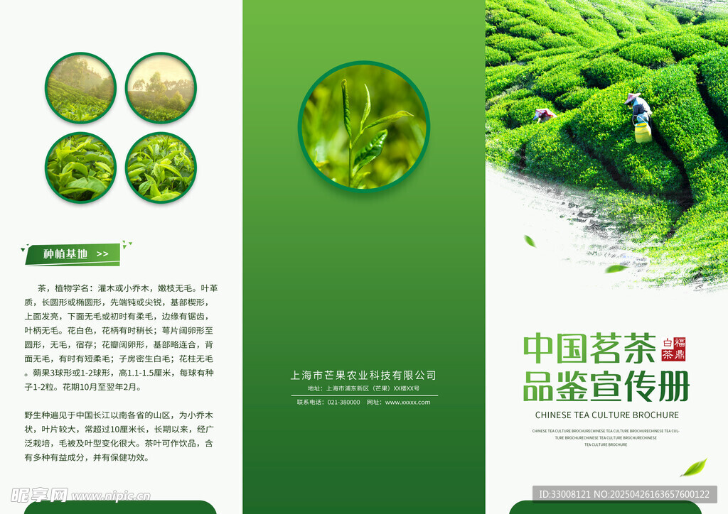 茶叶三折页