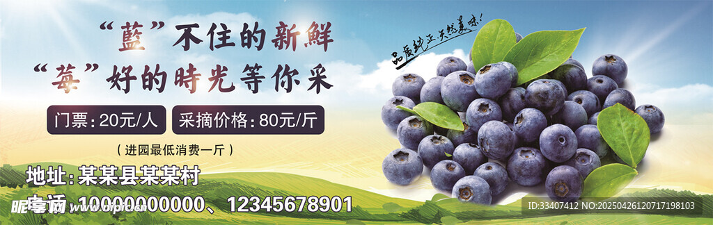 新鲜蓝莓采摘