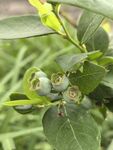 枝头蓝莓果实初长成
