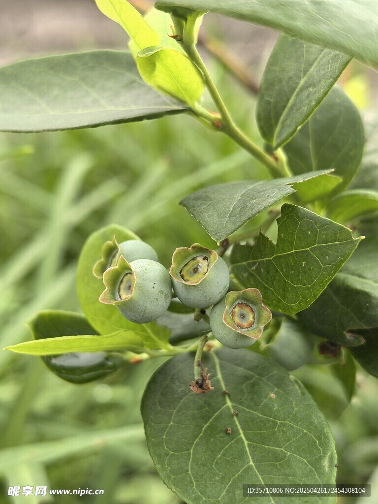 枝头蓝莓果实初长成