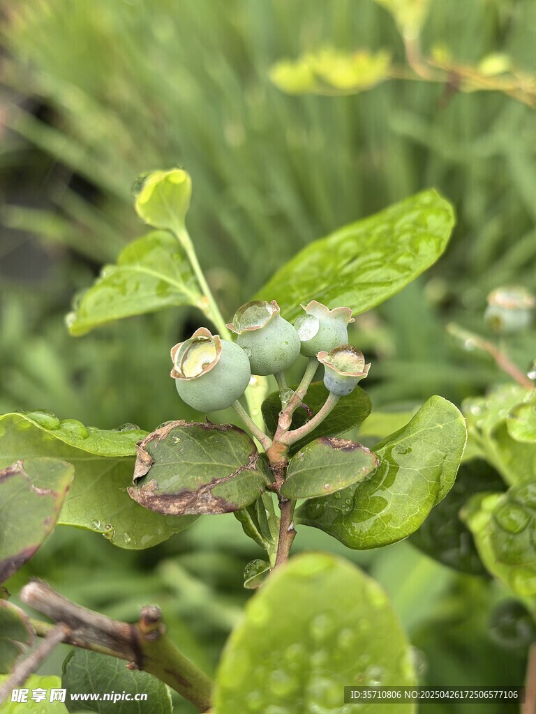 蓝莓
