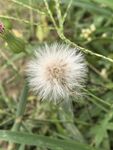 田野中的蓬松蒲公英