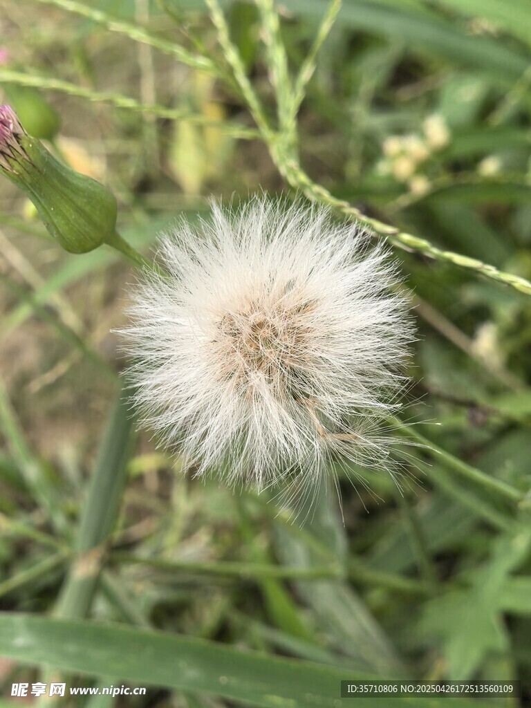 田野中的蓬松蒲公英